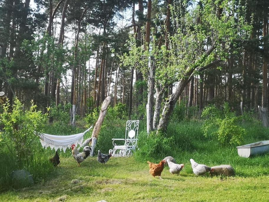 Gaestesuite Am Waldrand, Ausstieg Auf Zeit Apartment Heideblick